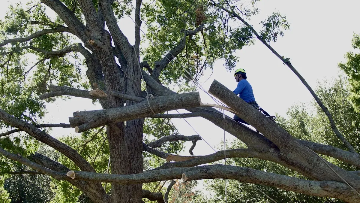 Professional Crown Thinning performed by certified arborists in Globe